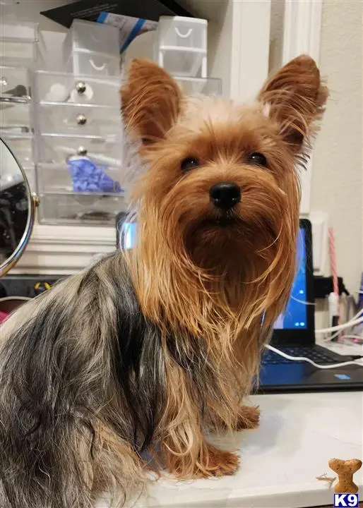 Yorkshire Terrier stud dog